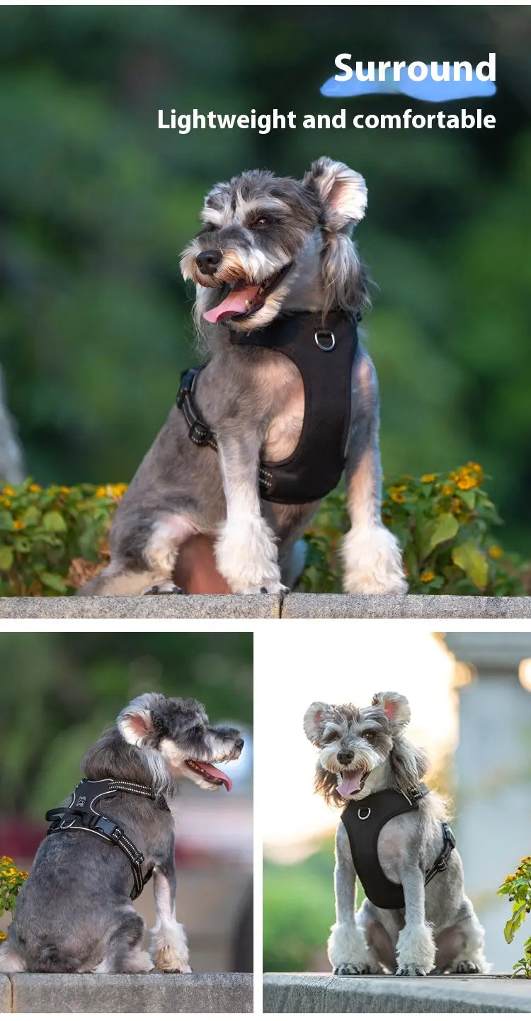 Laisse animale mains libres avec bracelet mammaire réglable pour circonférence thoracique X