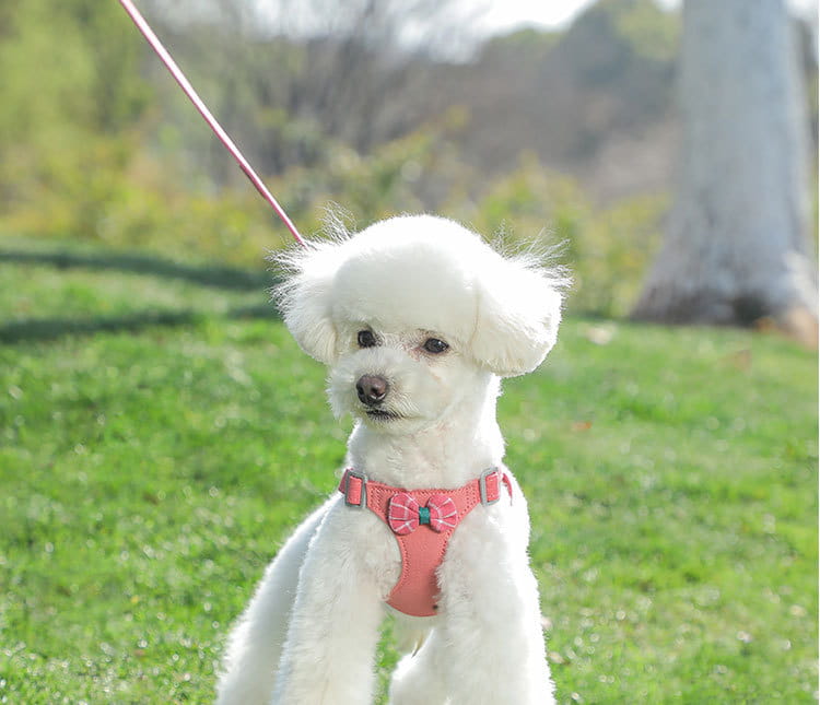 Harnais de chien réglable et laisse réglé à lamelle molle sans trait de poitrine de compagnie