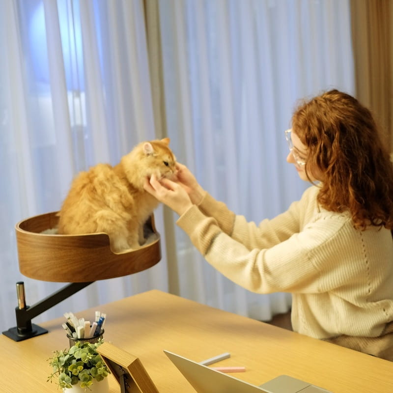 Kiinnike kissan pesä seinälle asennettu sänky puinen ahvenhylly sisäkissoille