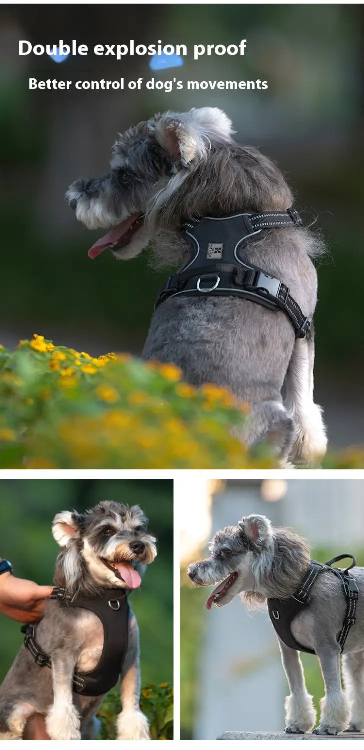 Laisse animale mains libres avec bracelet mammaire réglable pour circonférence thoracique X