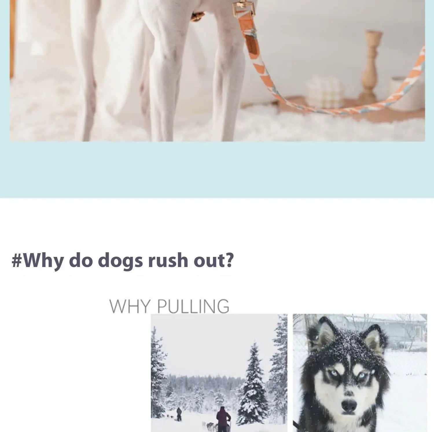 Laisse de compagnie mains libres et sangle de sangle de la sangle