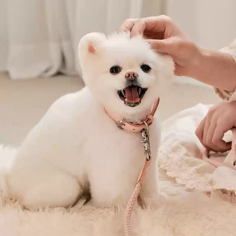 Double animal laisse main tenant corde anti-morsure en cuir de chien