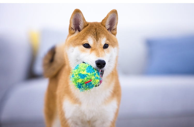 Palla giocattolo per cani per i denti che rimbalzano mastica