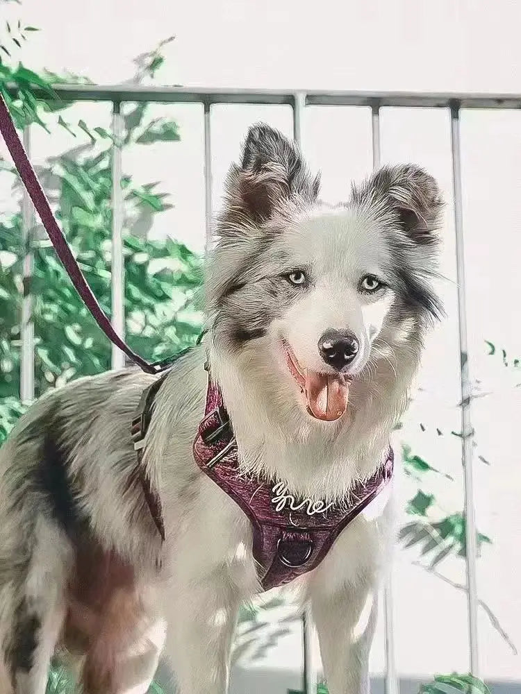 Justerbar polyesterhund Hele vest med bånd for små kjæledyr