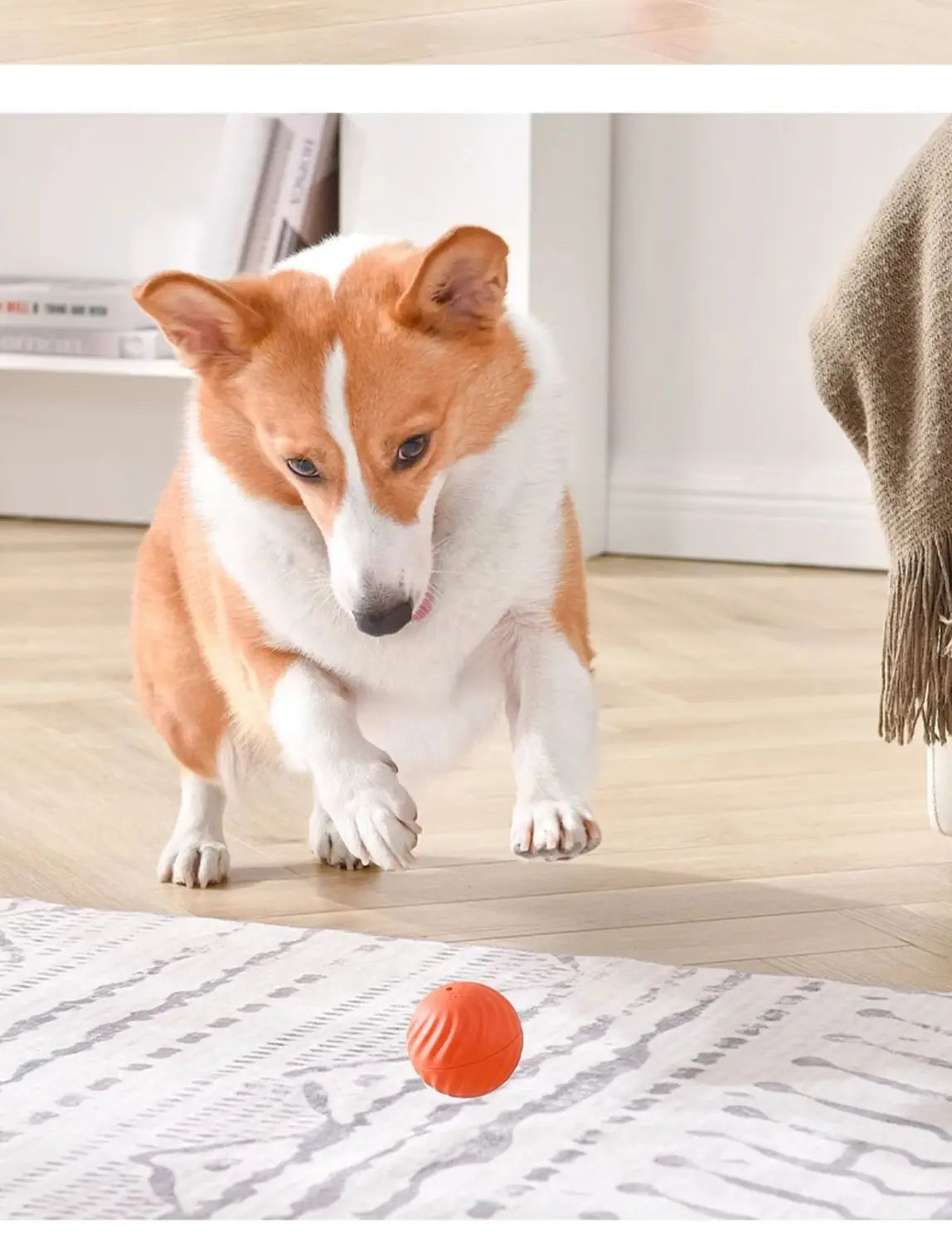 Hüppepall-56mm ja pall-67mm koos merisiiliku kaanega lemmiklooma mänguasjakomplektiga