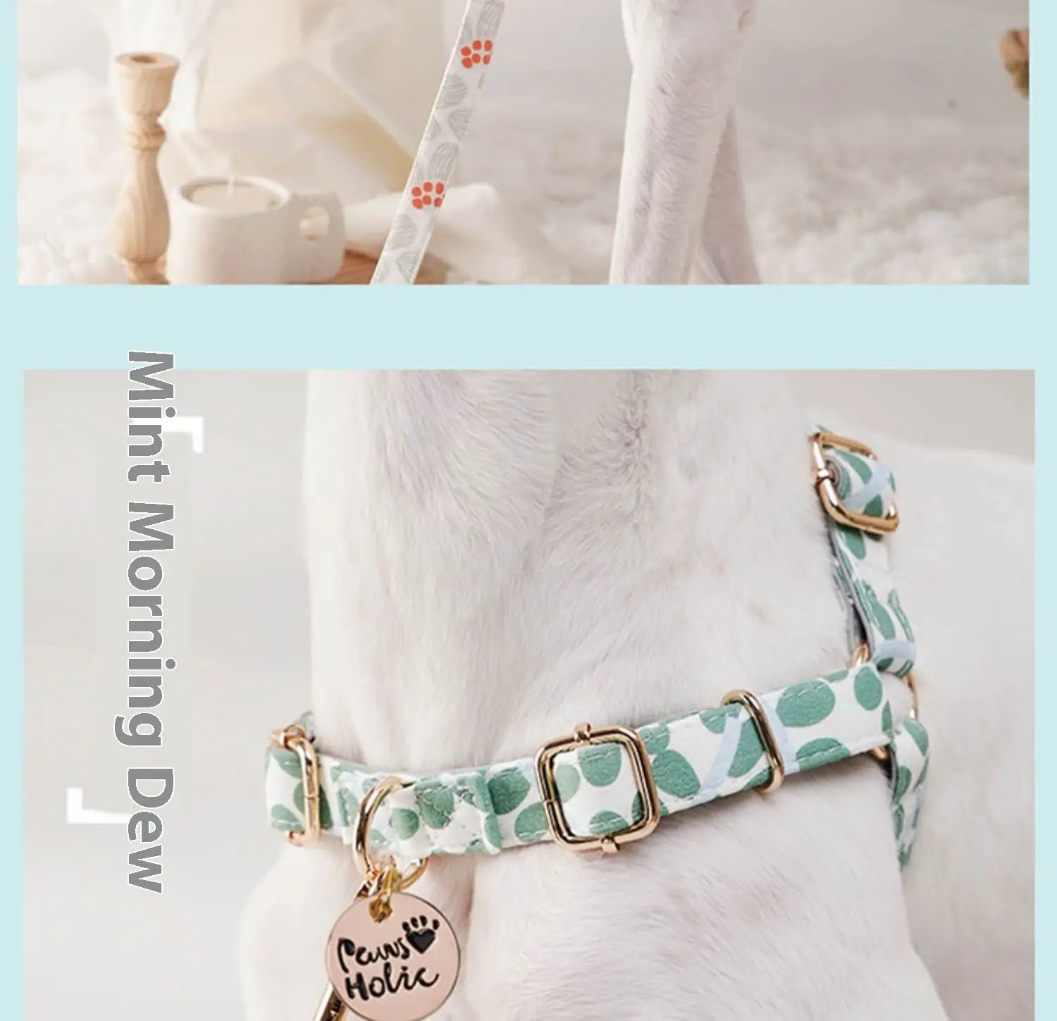 Laisse de compagnie mains libres et sangle de sangle de la sangle