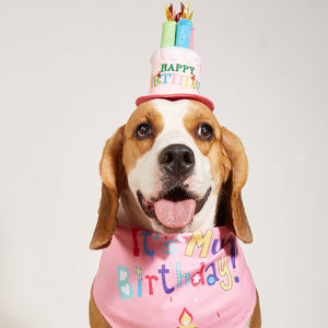 Birthday Hat and Triangle Loose-Leaf Binder Set for Dogs Pets - triangle loose-leaf binder birthday hat
