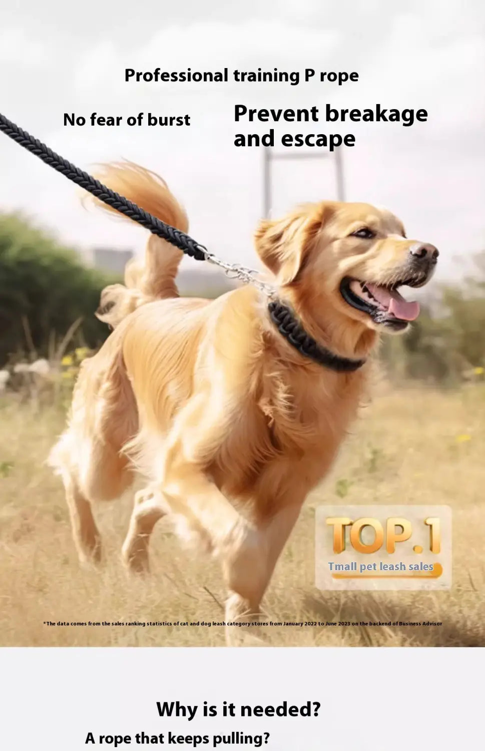 Suite de collier de formation pour animaux de compagnie de base en plusieurs couleurs 1,2 m réglable