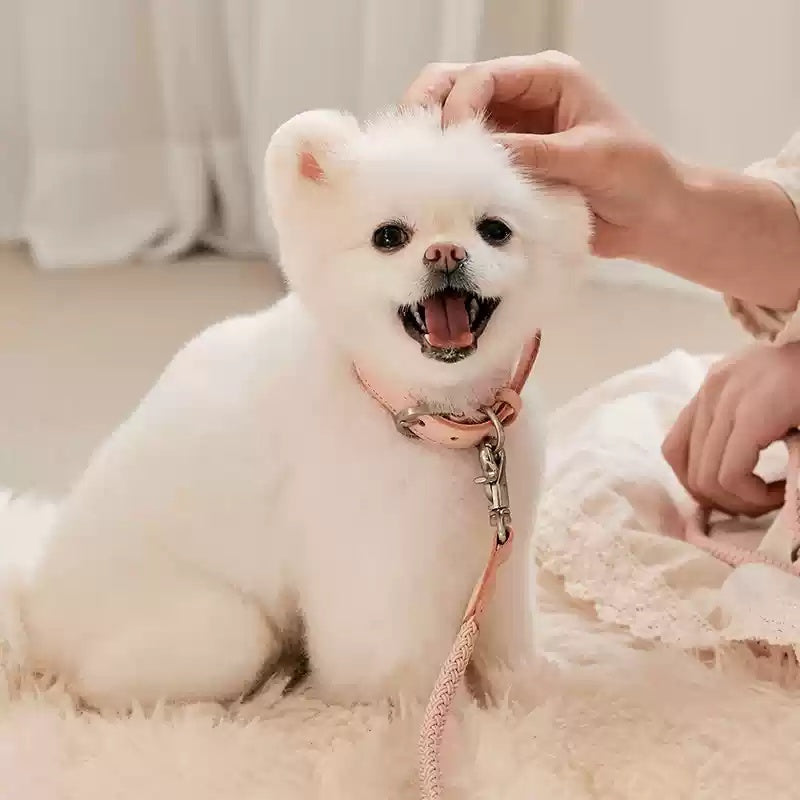 Double Pet Leash Hand Holding Rope Anti Bite Leather Dog Set XS S Teleplus hand holding rope collar