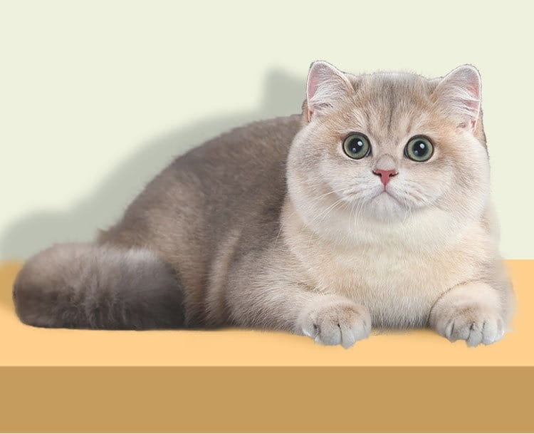 Lemmikloomakamm tiheda käiguga ja lühikeste hammastega koerte kasside peibutamiseks