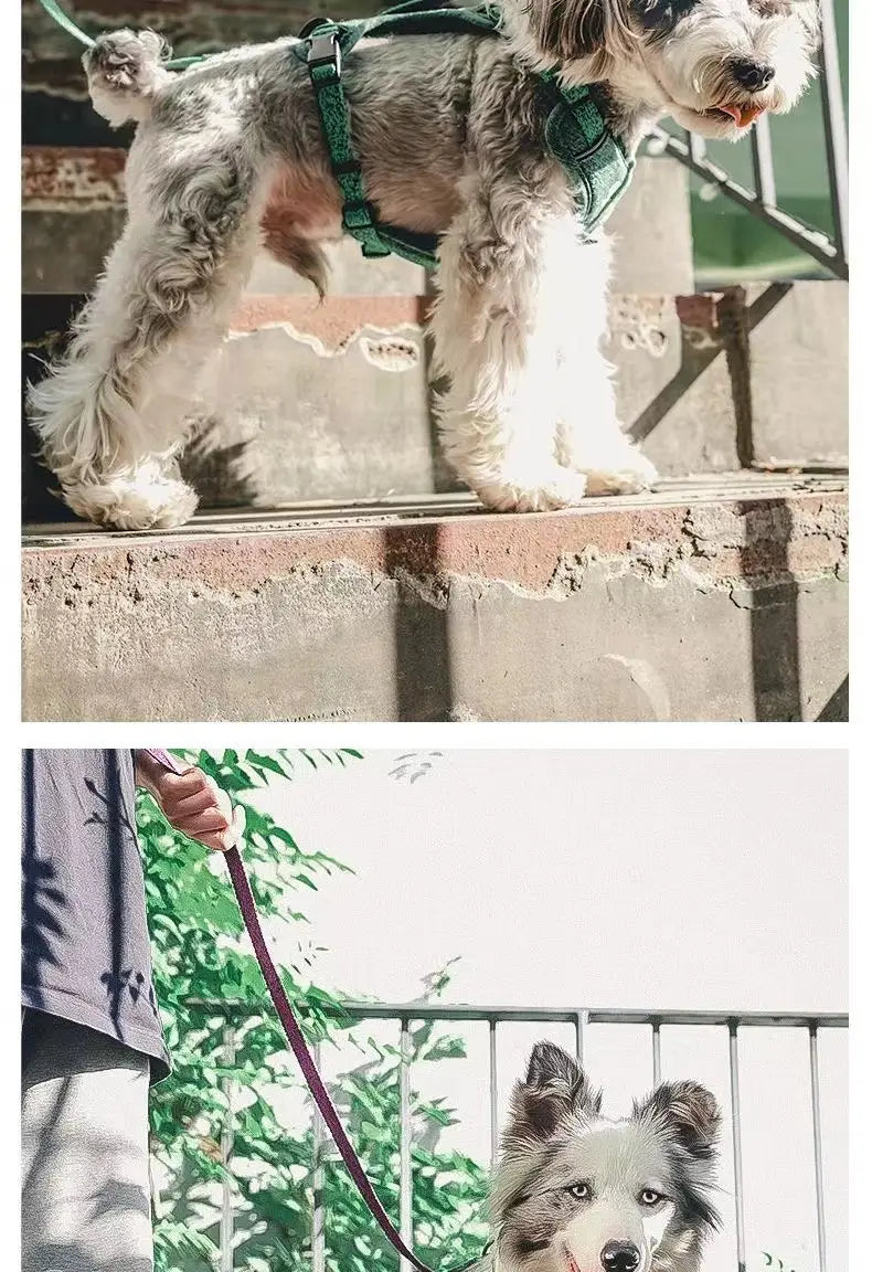 Justerbar polyesterhund Hele vest med bånd for små kjæledyr