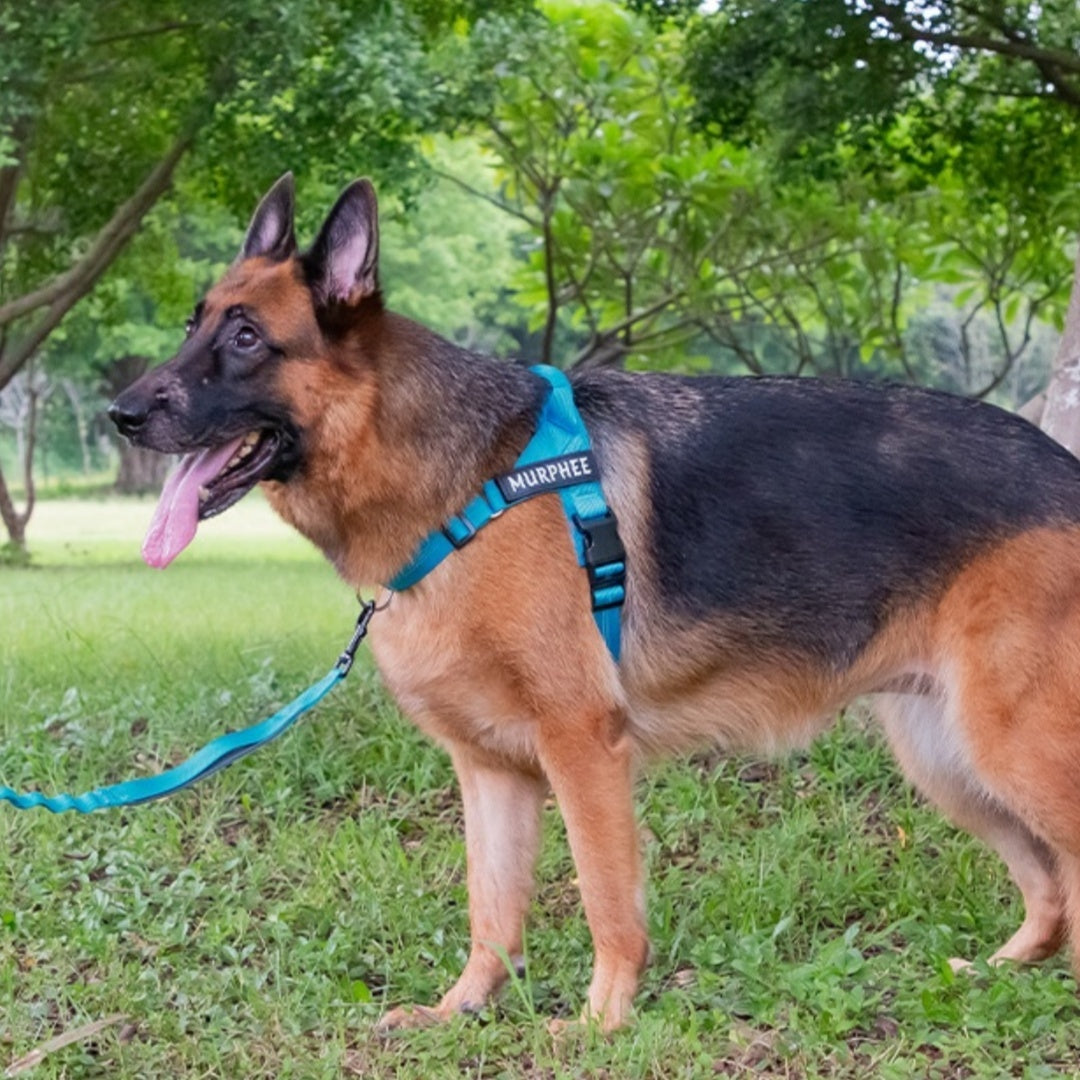 Hands Free Pet Leash Holding Rope Adjustable Nylon Dog Walking Lead - Teleplus holding rope