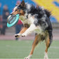 Interactive Food Dispensing Training Toy for Large Dogs Chew and Play - Teleplus training toy food dispensing large dogs