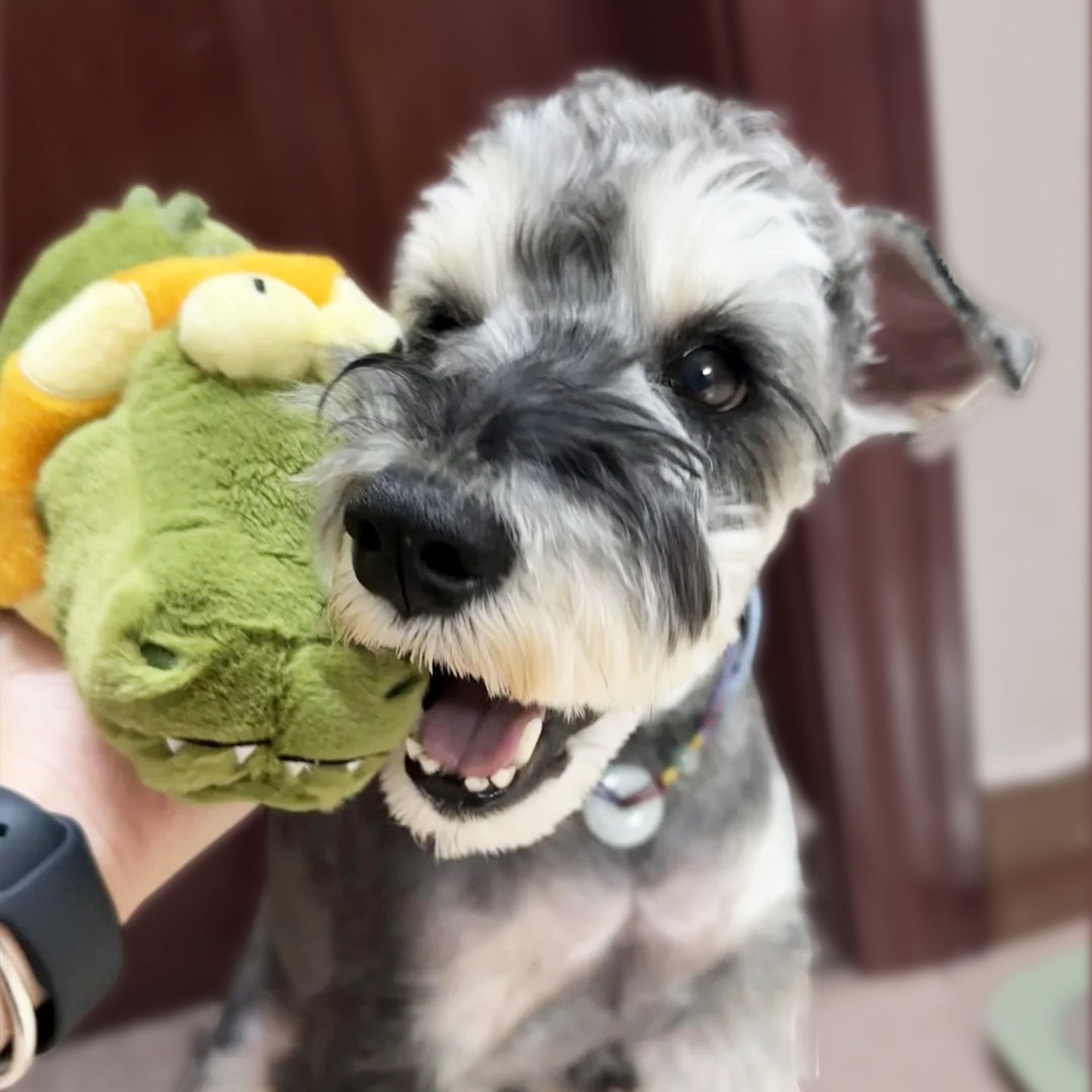 Interactive Plush Crocodile Swimming Ring Toy for Dogs and Cats - Pets