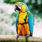 Nylon Parrot Hand Holding Rope Adjustable Leash Black Green Blue Red 160cm - hand holding rope total length