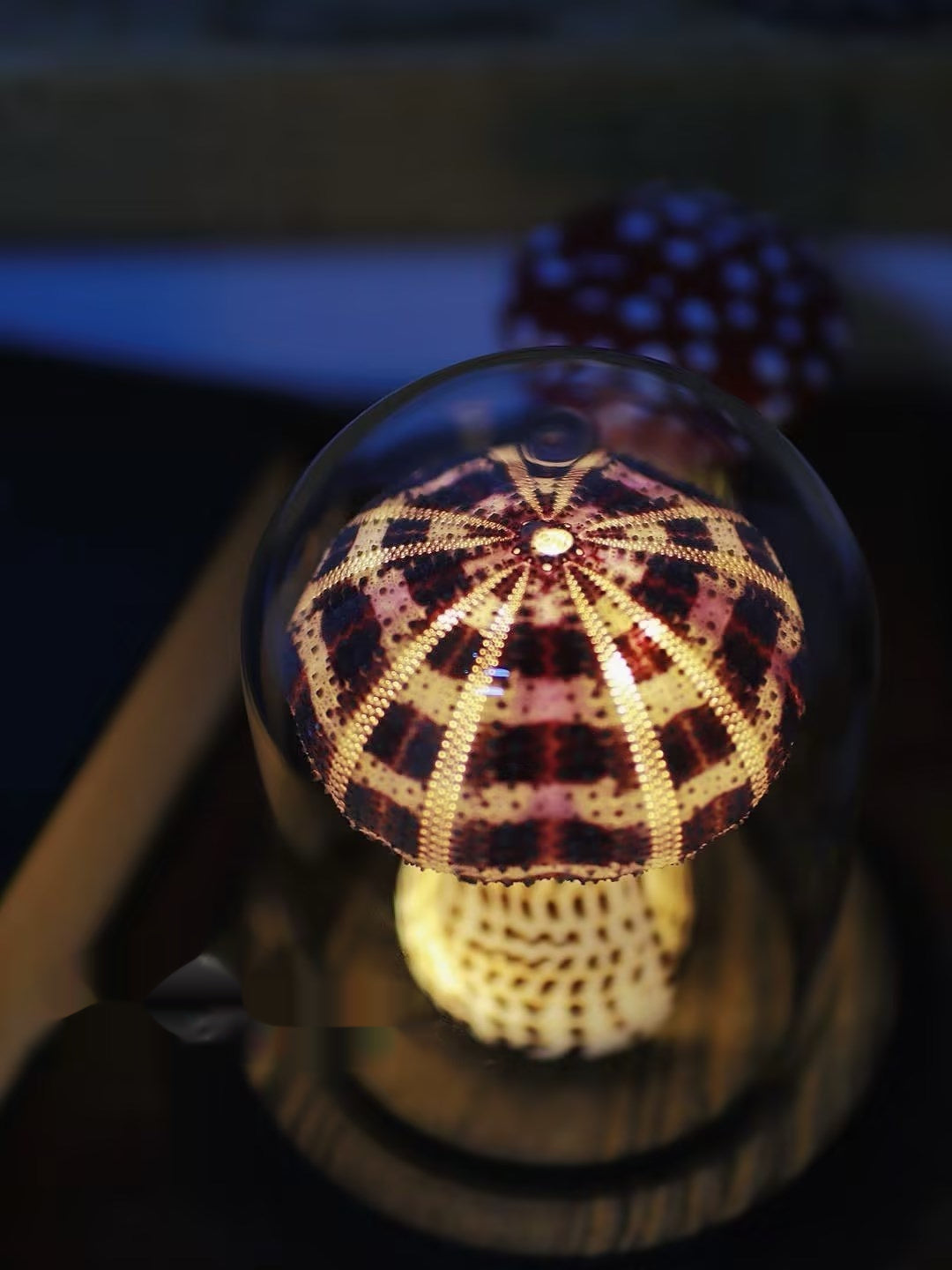Sea Urchin Handmade Night Lamp Decoration with Mushroom Craft - mushroom sea urchin handmade night lamp decoration