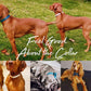 Velvet Dog Collar with Metal Buckle Bow Tie and Soft Cotton Lining - dog collar